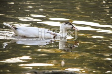 在雅拉河上戏水的白鸭子