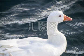湖面上一只漂亮的白天鹅