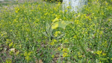 草丛中的黄色小花