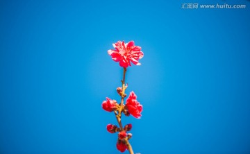 一朵桃花