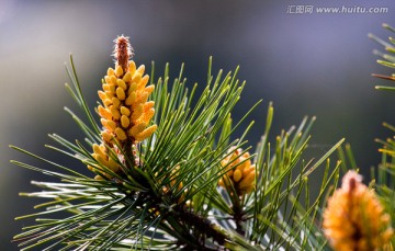 松树 马尾松 花松花