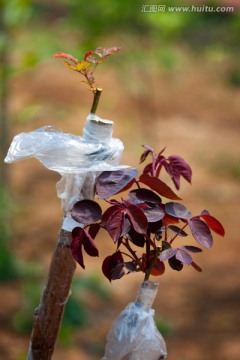 嫁接 花卉嫁接 月季嫁接