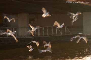 慢门动感海鸥