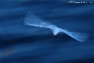 慢门动感海鸥