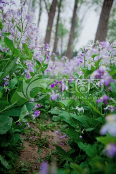 花草的世界