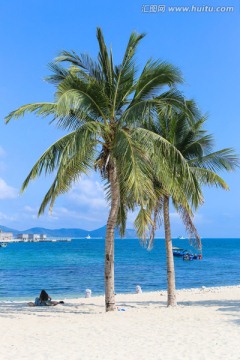 三亚大东海沙滩椰子树
