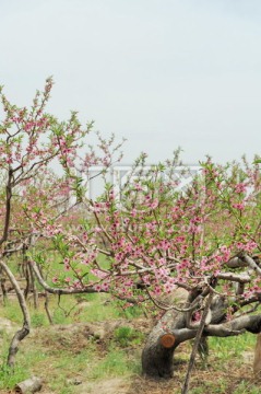 桃园 桃花