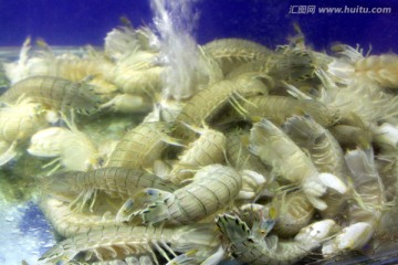海鲜 虾爬子