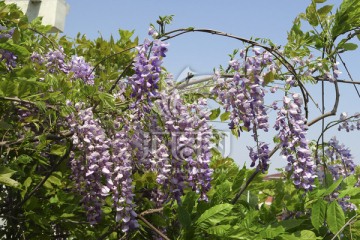 紫藤花 春天的花
