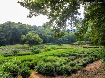 龙井茶园