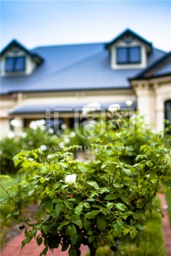 私人花园洋房前的玫瑰花