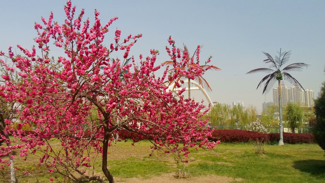 迎春花开