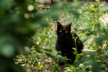 丛中黑猫