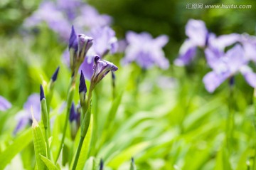 鸢尾花