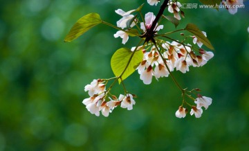 油桐树 桐籽花 油桐花