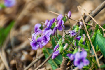 紫花地丁