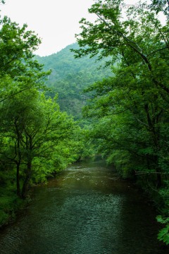 山水 树木