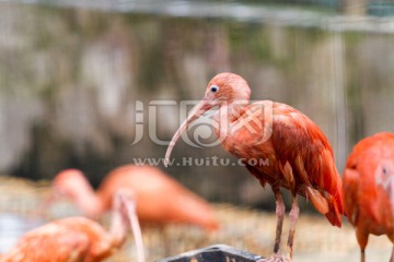 美洲红鹳 火烈鸟