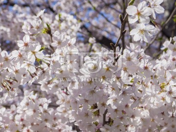 东京 樱花