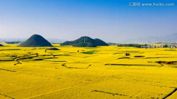 油菜花 罗平油菜花海