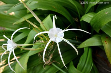 热浪岛上的花