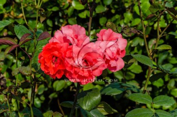 月季花 花圃 月月红