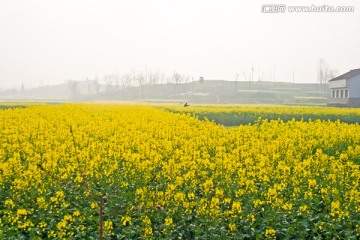 田野里的油菜花与农民