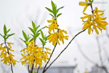 黄色的连翘花