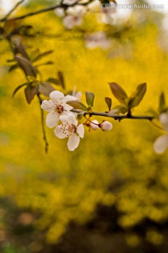 開放李子花特寫
