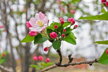 开放的苹果花朵