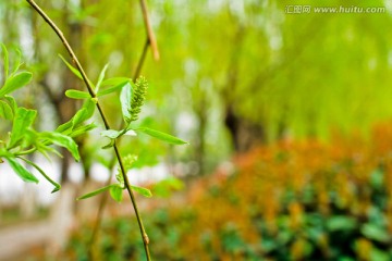 发芽的柳枝