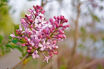 紫色的丁香花