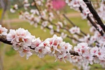 盛开的白色梅花