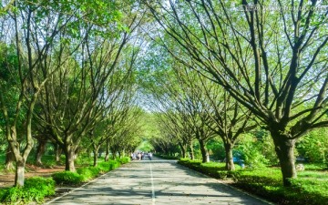 大夫山森林公园林荫大道