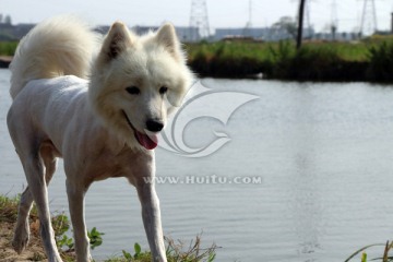 行走在水边的白色萨摩狗