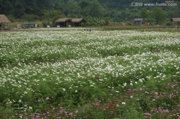 花海