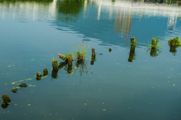 水草