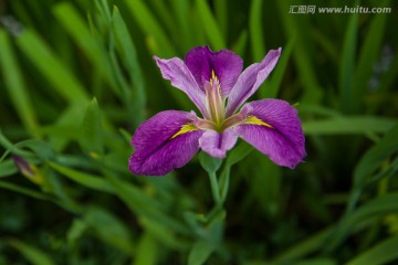 鸢尾花