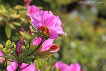 路边的野花