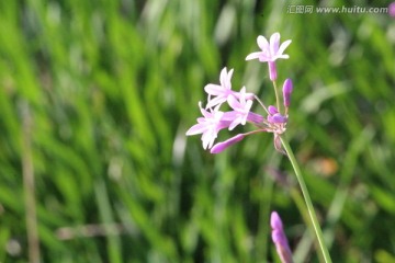 路边的野花