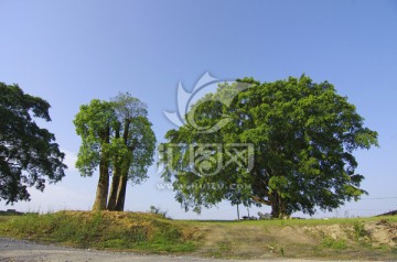 大树 风景