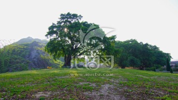 榕树 风景