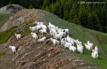 山顶上的羊群