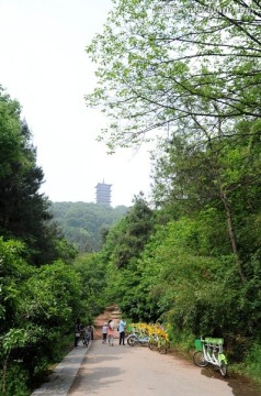 林间山路 林间小道