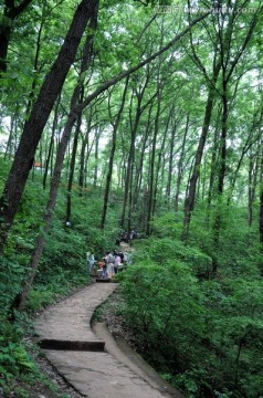 林间山路 林间小道