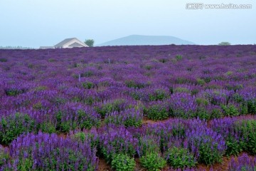 薰衣草