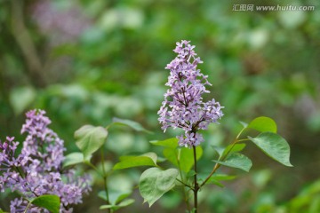 丁香花