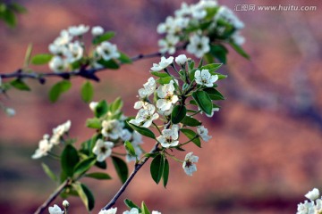 春花