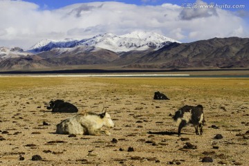 西藏改则草原