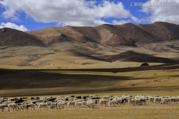 西藏改则高原牧场